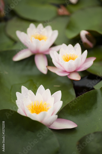 Water lily flowers