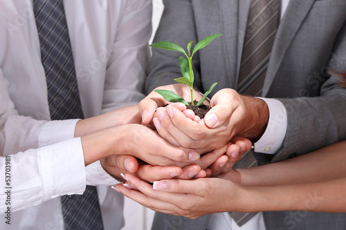Billede på lærred Business team holding together fresh green sprout closeup