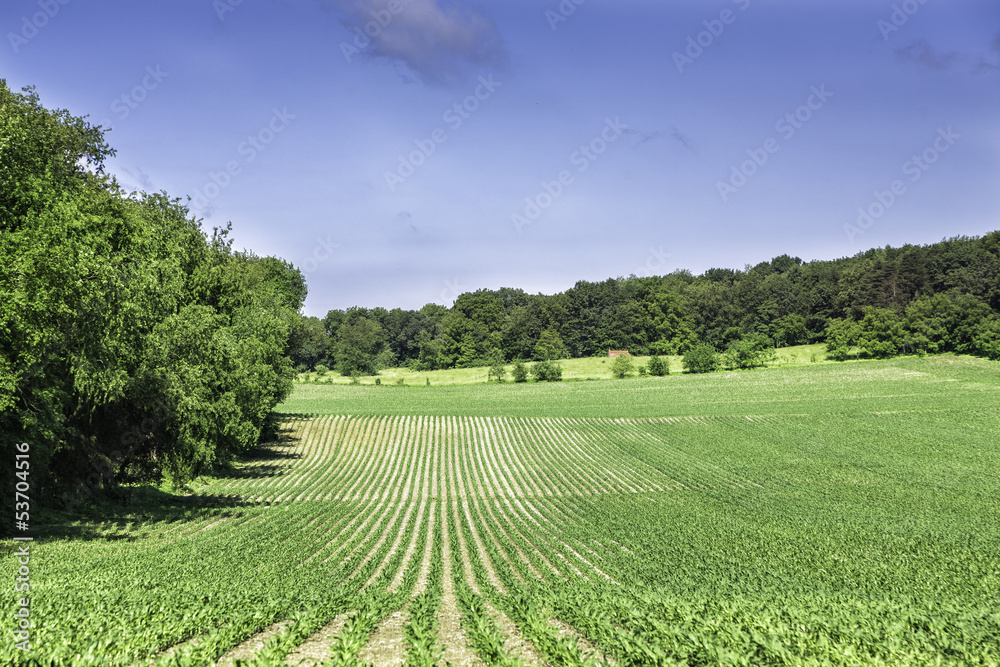 Organic farm land with rows