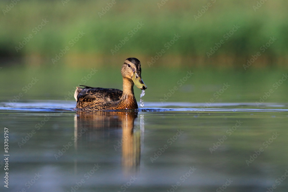 Mallard duck Anas platyrhynchos