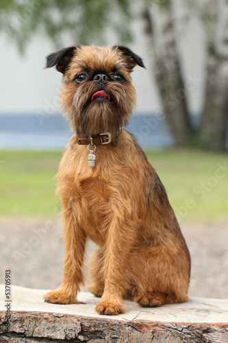 Fototapeta Naklejka Na Ścianę i Meble -  Brussels Griffon dog portrait