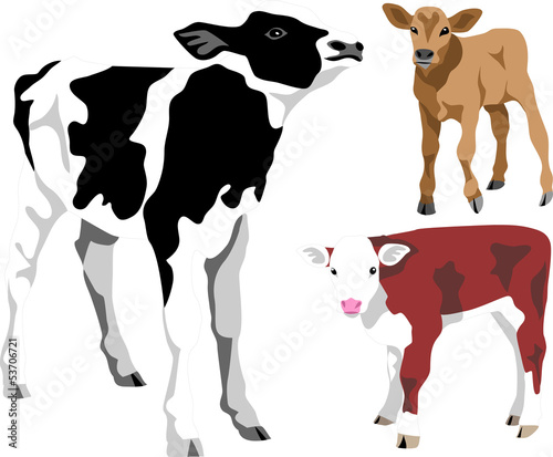 calf