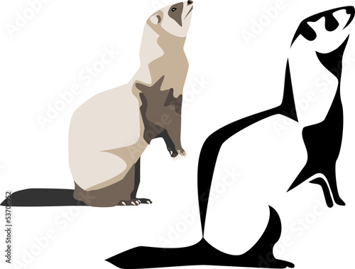 ferret