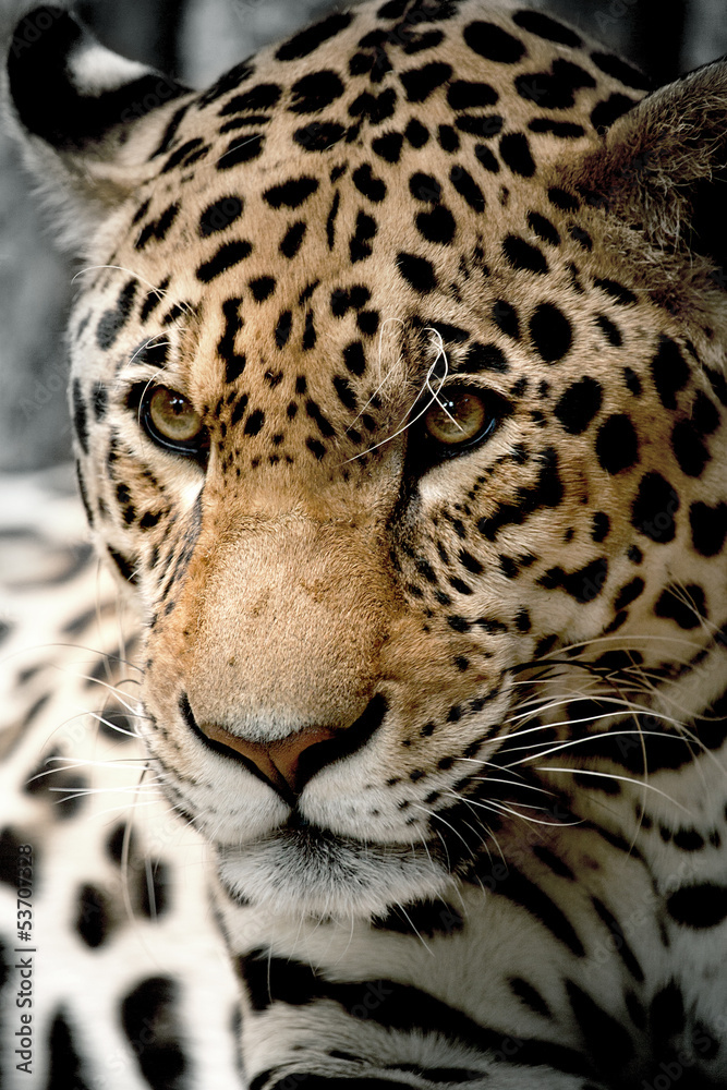 Fototapeta premium Leopard