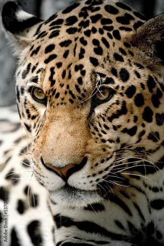 Leopard © digitalpark