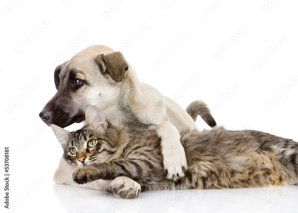 the cat plays with a dog. isolated on white background