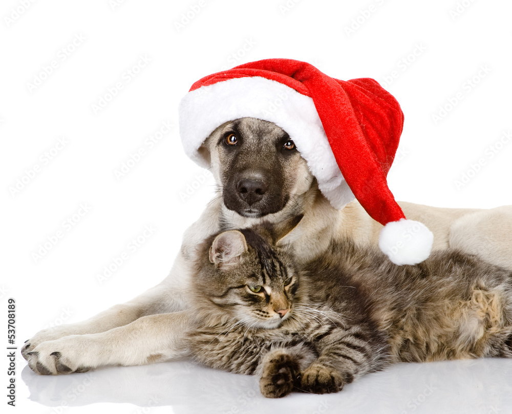 Cat and Dog with Santa Claus hat. isolated on white background Cat and Dog with Santa Claus hat. isolated on white background