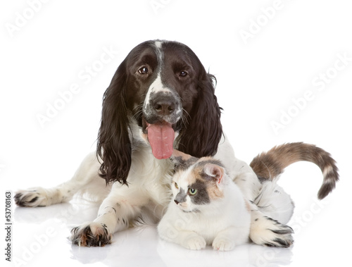 English Cocker Spaniel dog and cat lie together. isolated