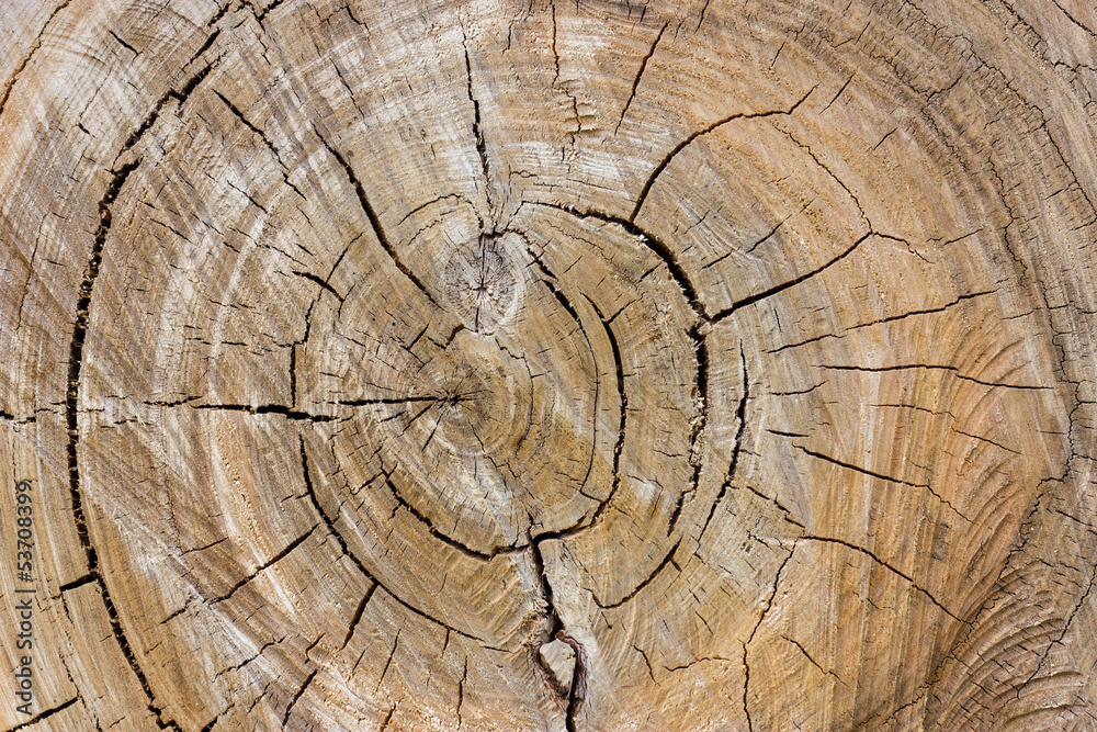 Naklejka premium Old stump with a cracks