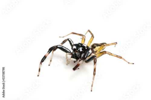 Spider on white background