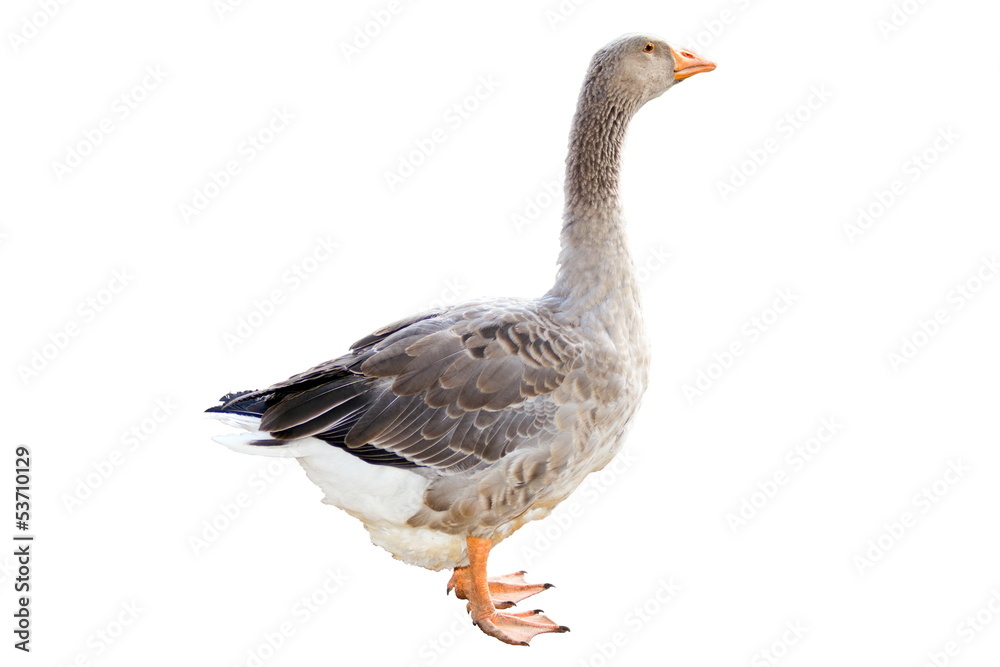 a Home goose on a white background a Home goose on a white background