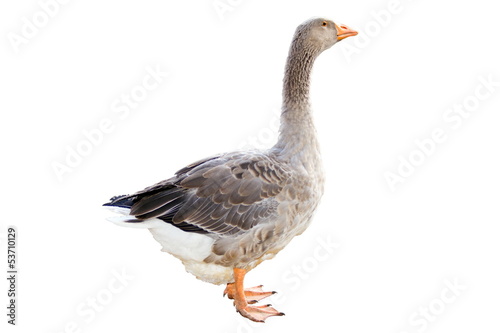 a Home goose on a white background