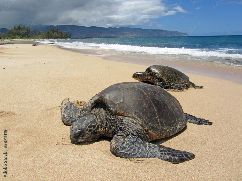 Fototapeta premium Two turtles in the sand in a beach in Hawaii