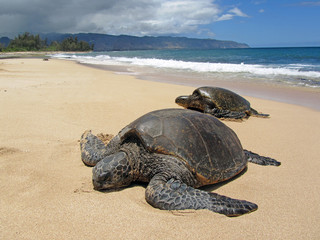 Sierkussen Schildpad Twee zeeschildpadden op Hawaïaans strand  © hurleysb