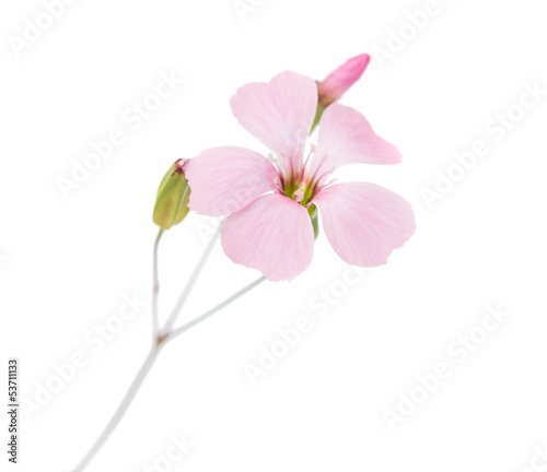 delicate pink flowers
