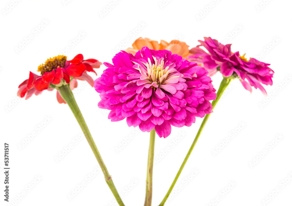 Isolated Zinnia Flower Isolated Zinnia Flower