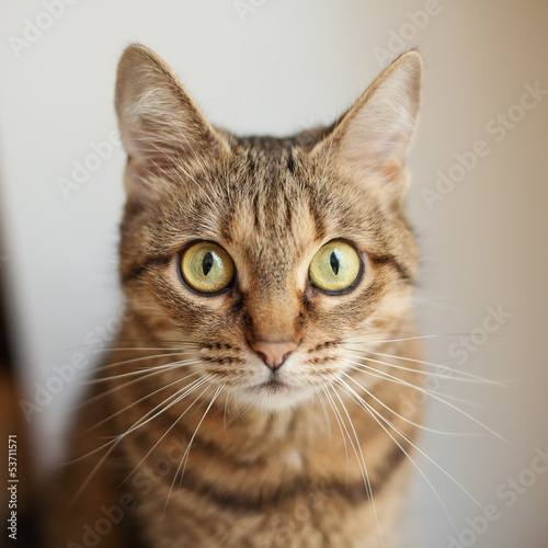 Fototapeta Naklejka Na Ścianę i Meble -  Gray cat closeup looking at camera
