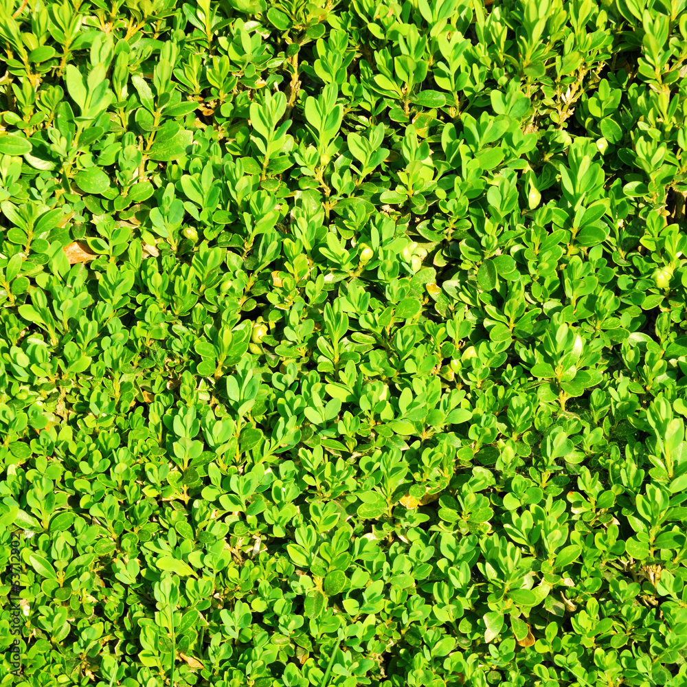 Obraz premium Green hedge bush texture background