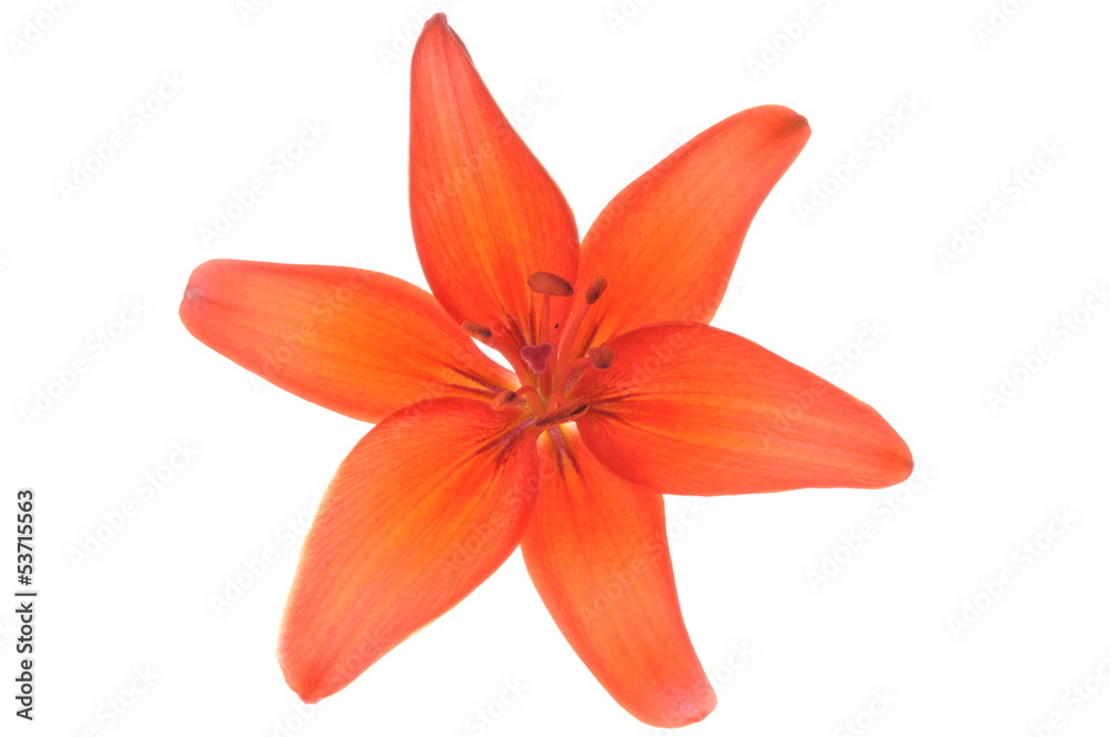 Fototapeta premium Red lily flower head isolated on white background