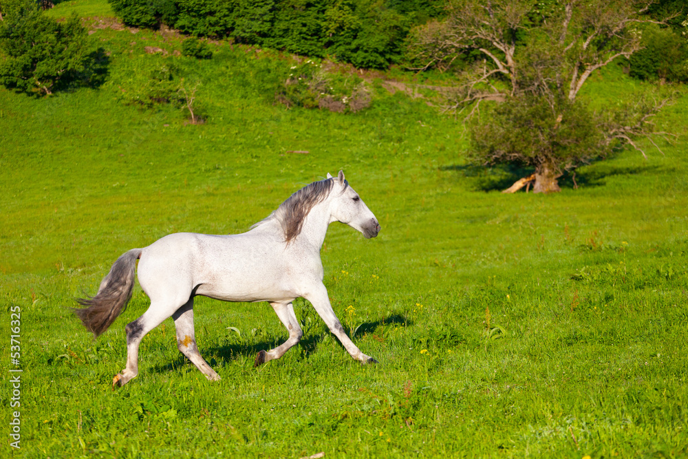 Gray Arab horse gallops on a green meadow Gray Arab horse gallops on a green meadow