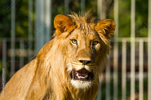 Young lion in chiangmai nightsafari chiangmai Thailand photo
