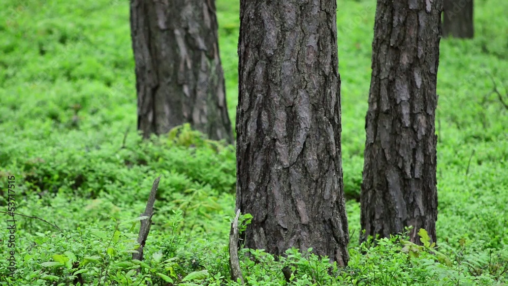 Spring pine forest. Groundcover. Full HD, 1080p. Spring pine forest. Groundcover. Full HD, 1080p.