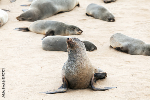 group of seals