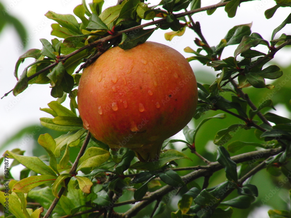 Granatapfel
