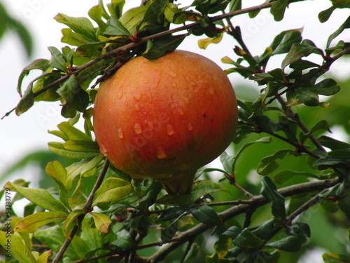 Granatapfel
