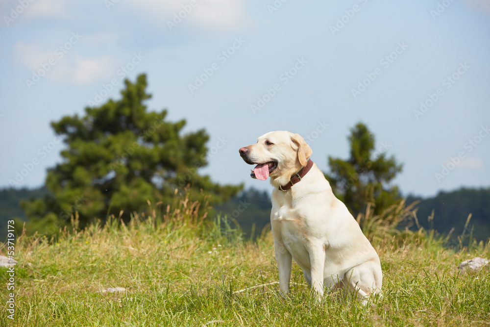 Dog on the meadow Dog on the meadow