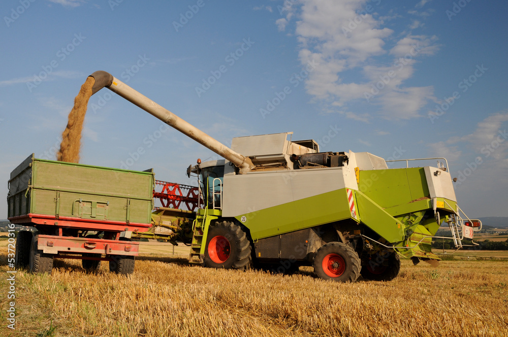 Obraz premium Getreide ernten