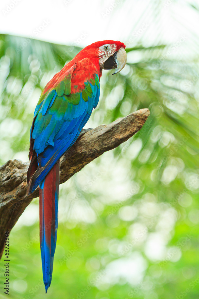 Photographie Macaw parrot - Acheter-le sur Europosters.fr