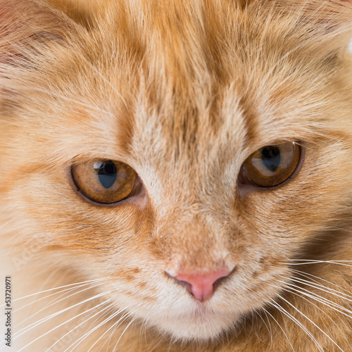 close up portrait shot of a pet cat