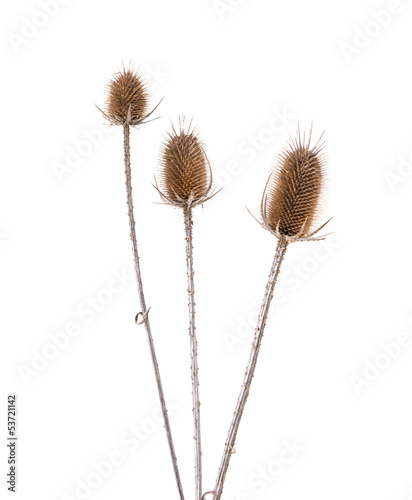 Dry thistle