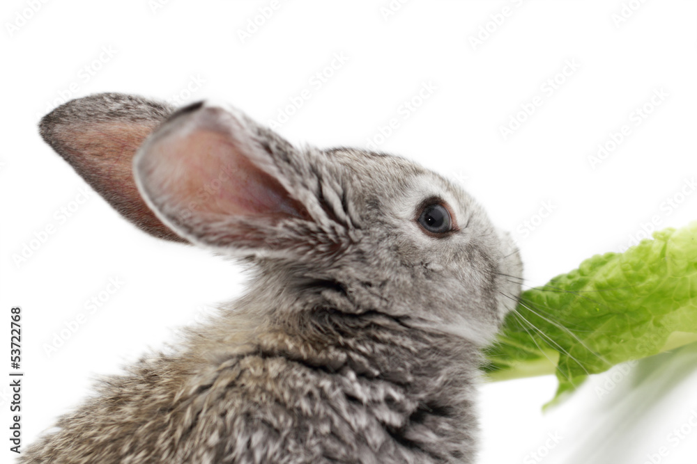 Obraz premium Gray rabbit