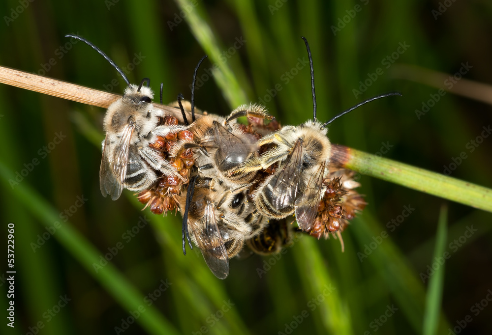 Eucera longicornis bees on reed Eucera longicornis bees on reed