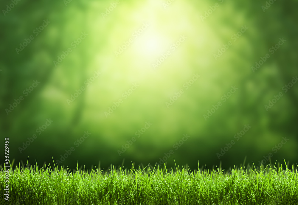 Fototapeta premium Spring forest background