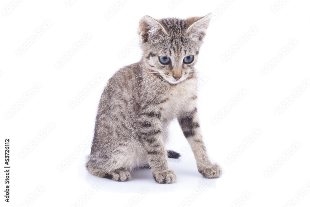 Kitten isolated on white background