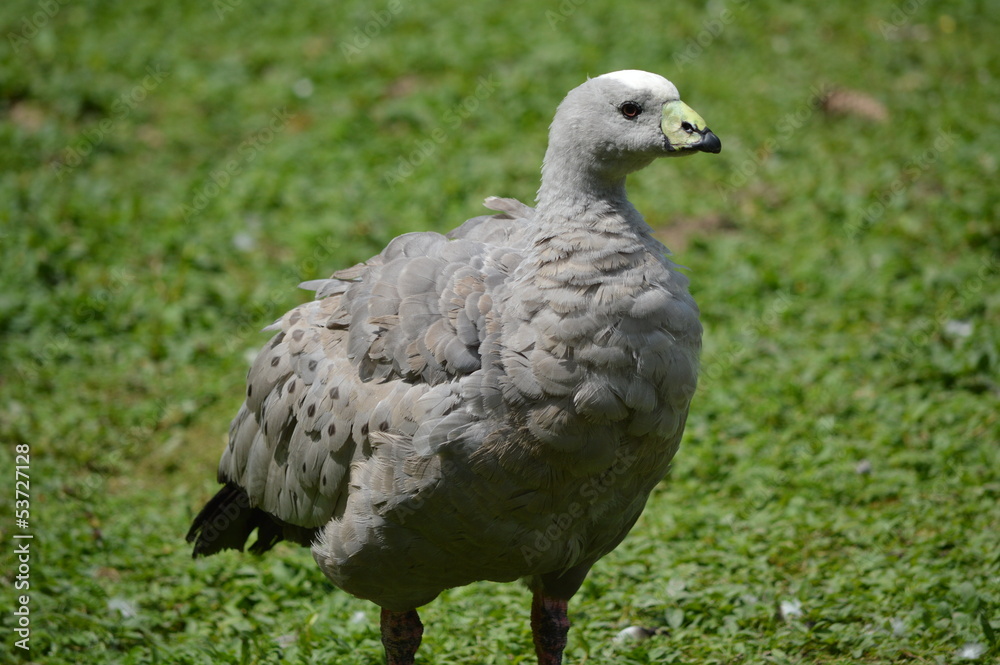 Cape Barren Goose (Cereopsis novaehollandiae) Cape Barren Goose (Cereopsis novaehollandiae)