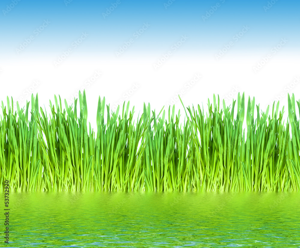 Fototapeta premium Green grass background.