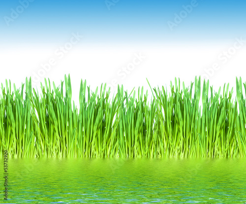 Fototapeta Naklejka Na Ścianę i Meble -  Green grass background.