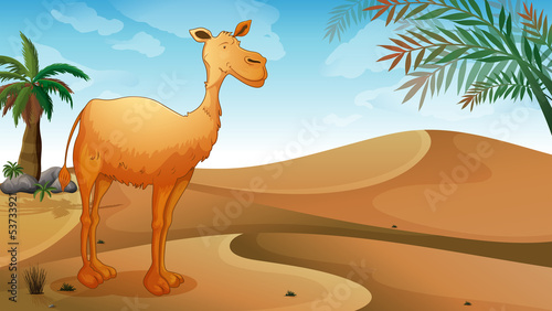 A camel in the desert