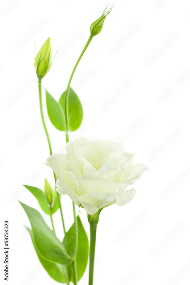 Obraz premium Delicate White Flowers Background with Buds / Eustoma ( Lisiant