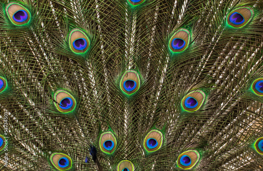 Obraz premium Peacock feathers