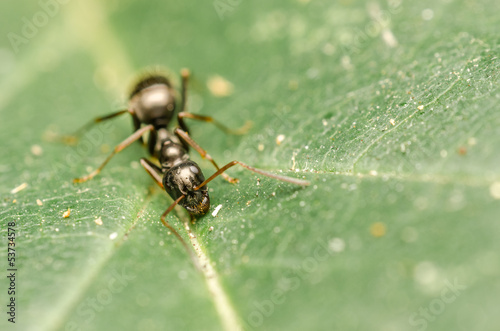 Black Ant Macro © radub85
