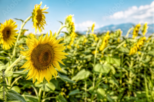 sunflowers