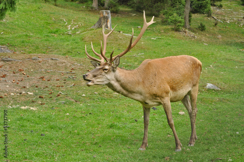 Male deer on the meadow