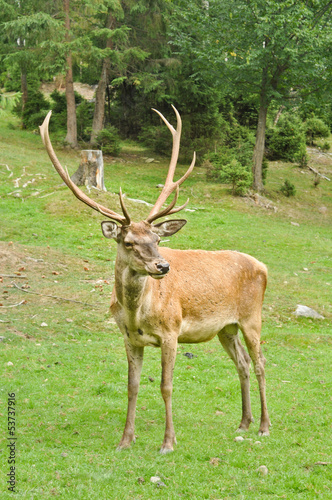 Male deer on the meadow