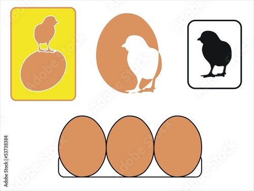 pollito y huevos