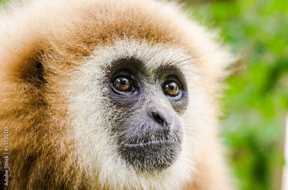 Obraz premium gibbon